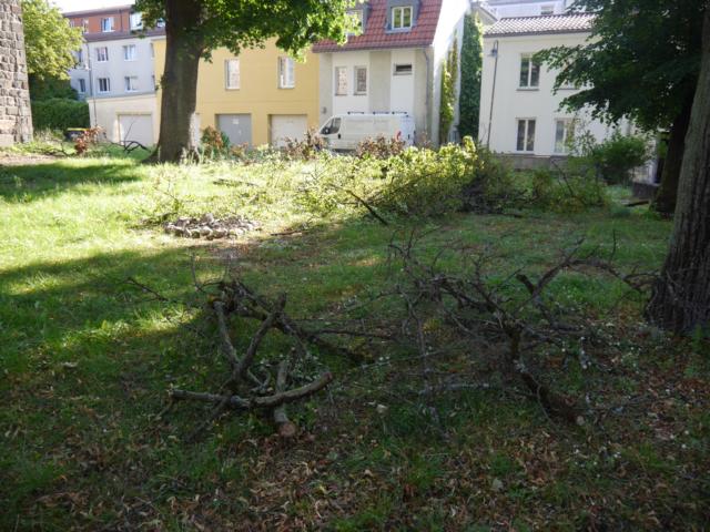 Geäst vor der Marienkirche